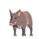 Female Scrofa
