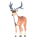 Male Cervus