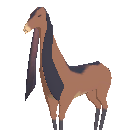 Nubi Goat
