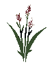 Basic Embergrain Plant (Common)