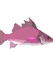 Breezy Fin Darter (Common)