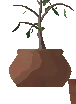 Potted Beech Sapling (Common)